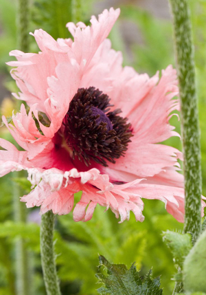 ��� Pink Ruffles