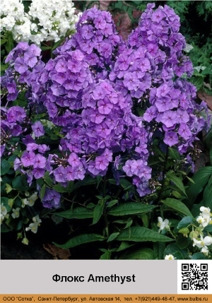 ����� Amethyst
