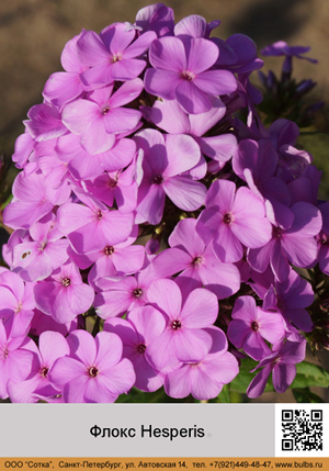 ����� Hesperis