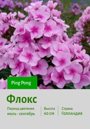 ����� Ping_Pong