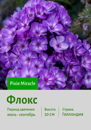 ����� Pixie_Miracle