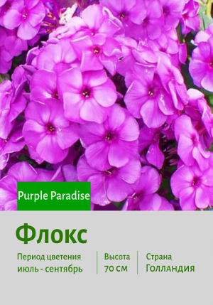 ����� Purple_Paradise