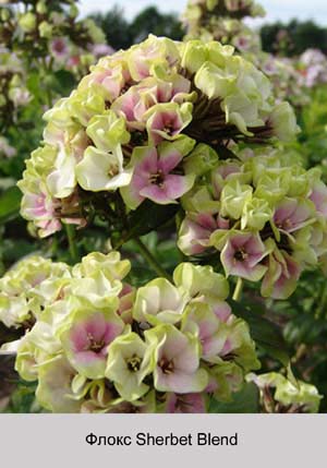 ����� Sherbet Blend