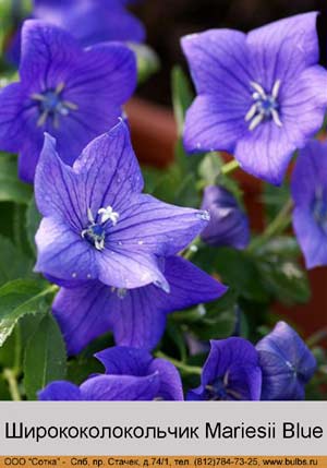 ����������������� Mariesii Blue