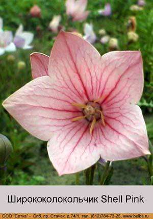 ����������������� Shell Pink
