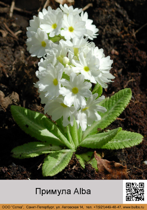 ������� Alba