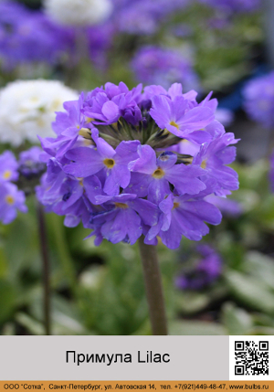 ������� Lilac