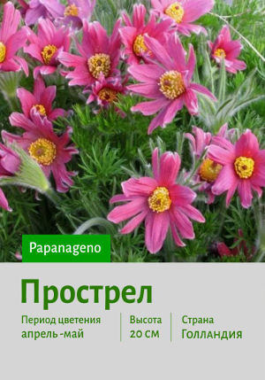 �������� Papanageno