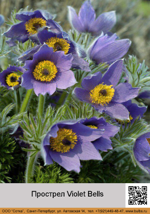 �������� Violet Bells