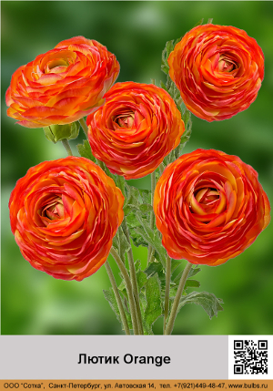 ����� Orange
