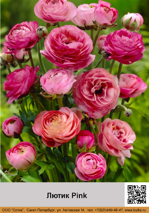 ����� Pink