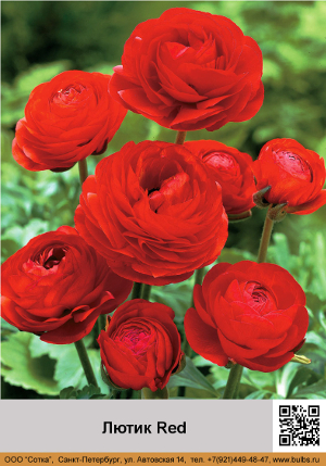 ����� Red
