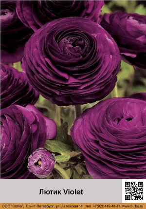 ����� Violet