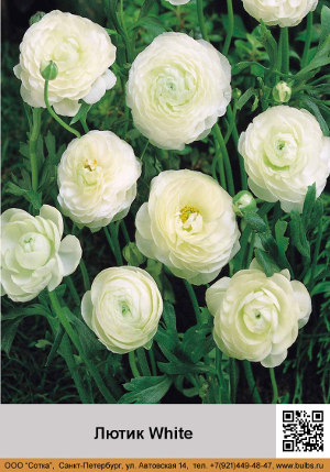 ����� White