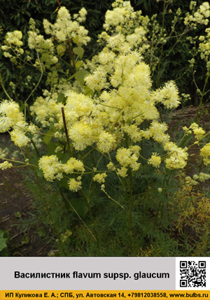 ����������� flavum_supsp._glaucum