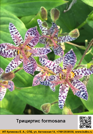 ��������� formosana