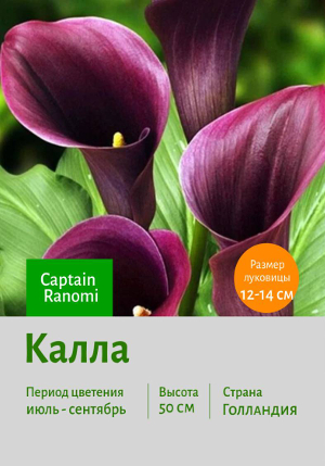 ����� Captain_Ranomi