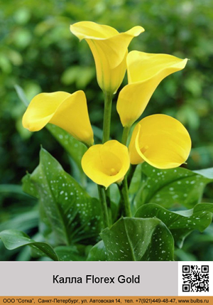 ����� Florex_Gold