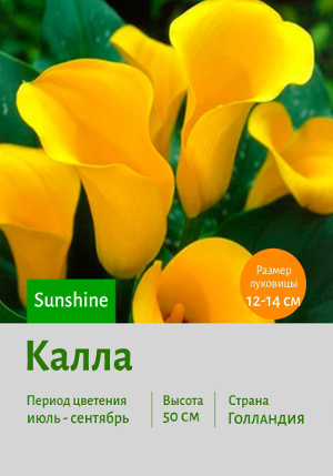����� Sunshine